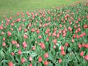 Tulip Bed